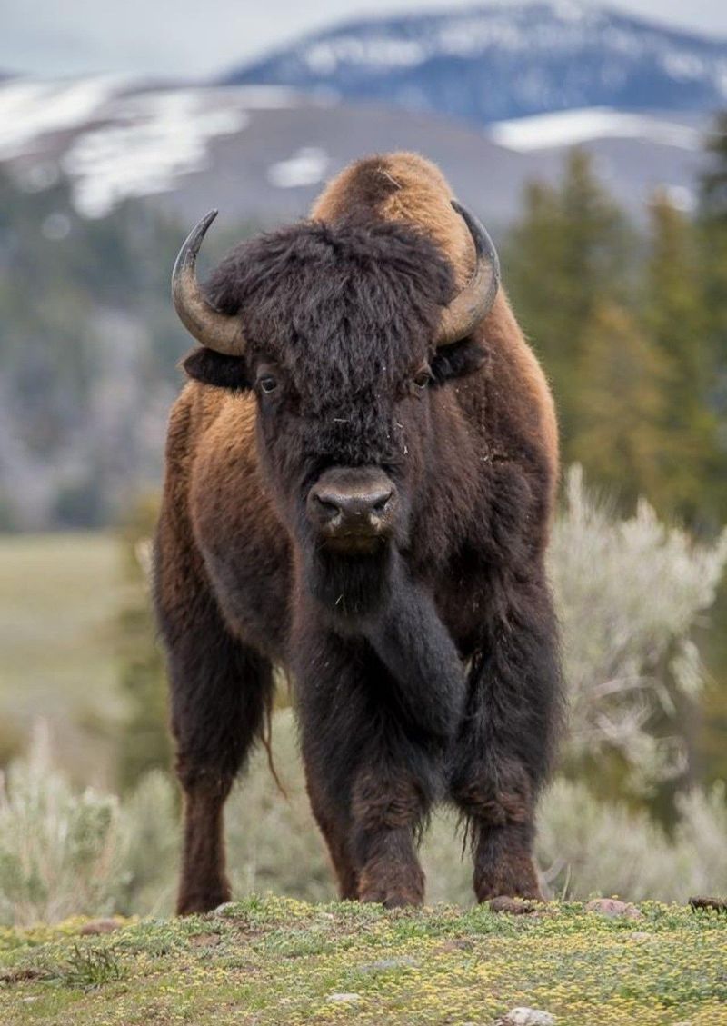 American Bison