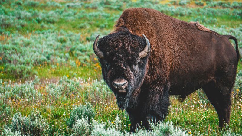 American Bison