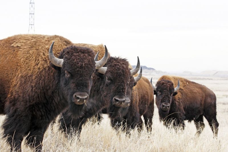 American Bison