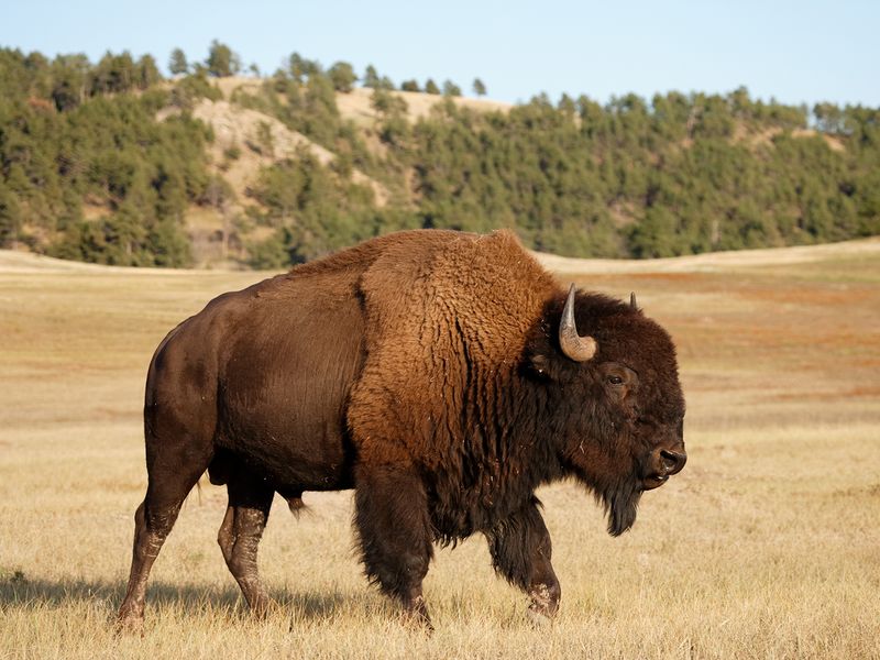 American Bison