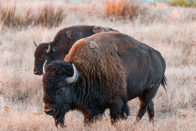 American Bison