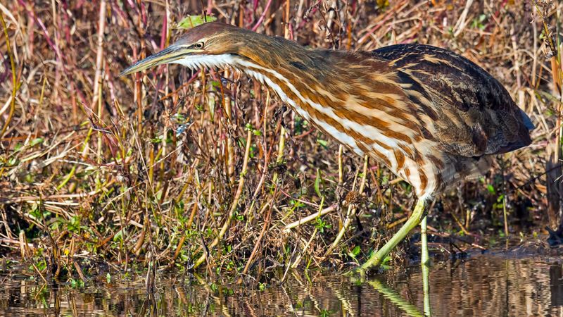 American Bittern