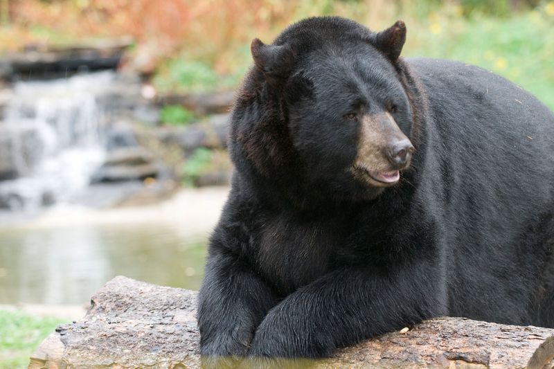 American Black Bear