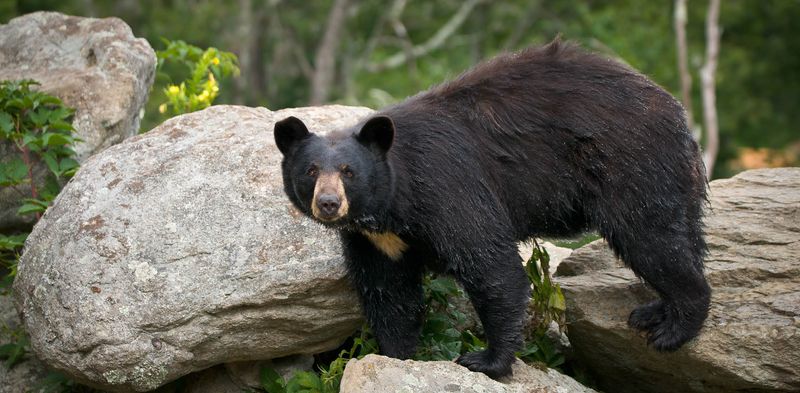 American Black Bear