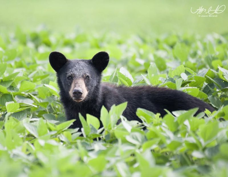 American Black Bear