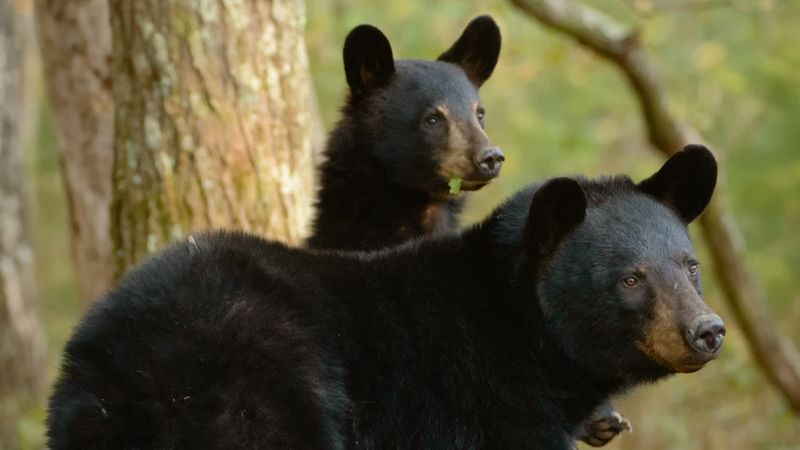 American Black Bear