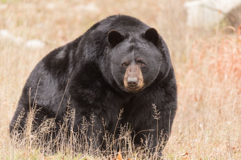 American Black Bear