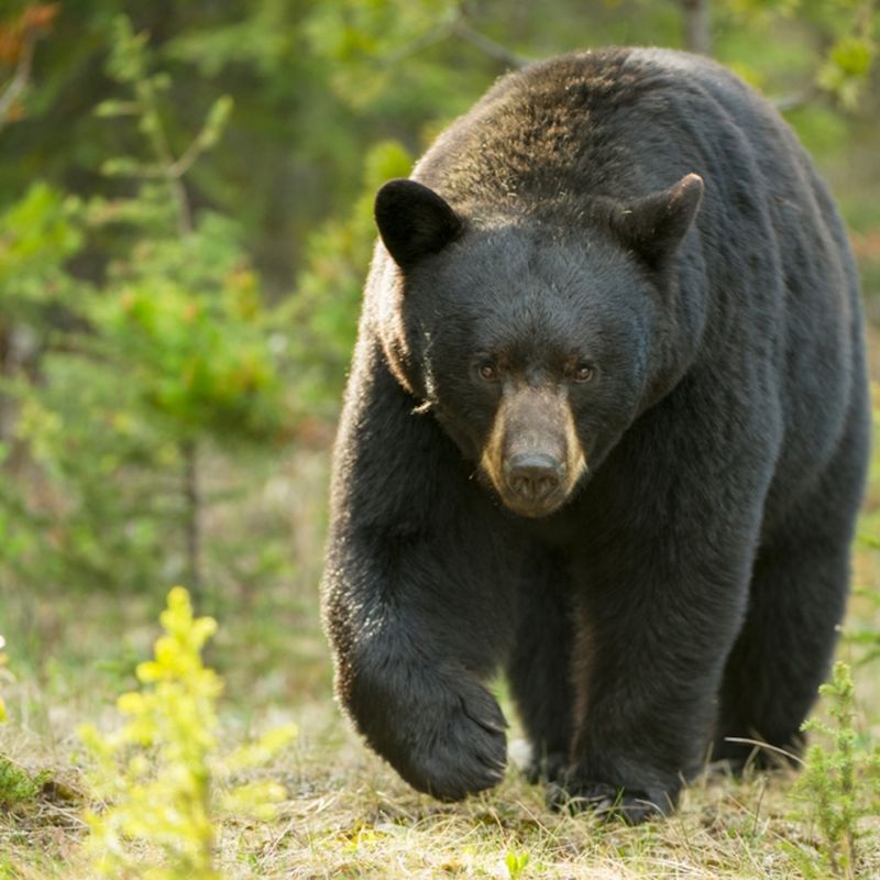 American Black Bear