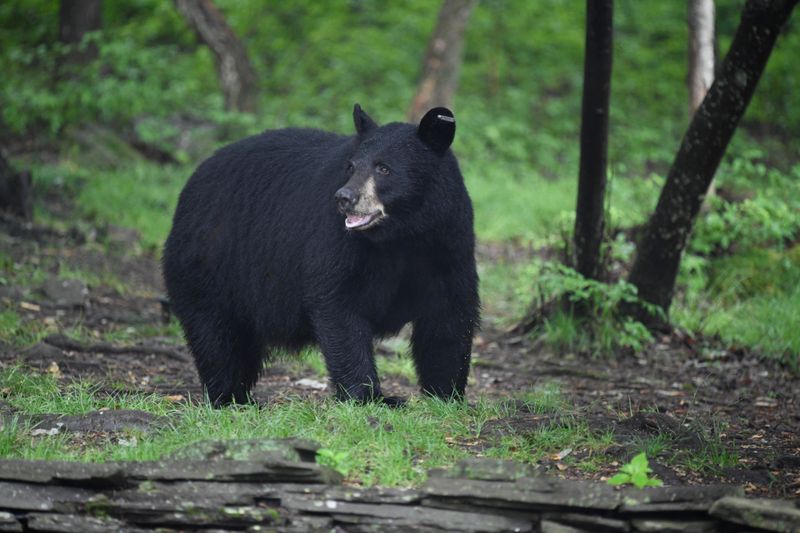 American Black Bear