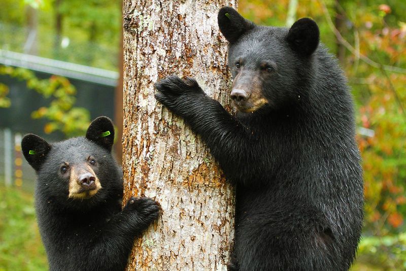 American Black Bear