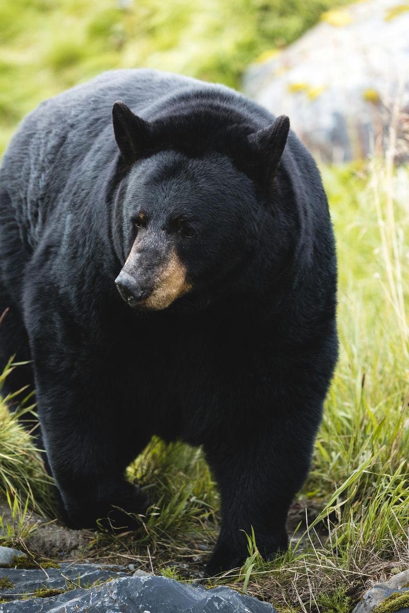 American Black Bear