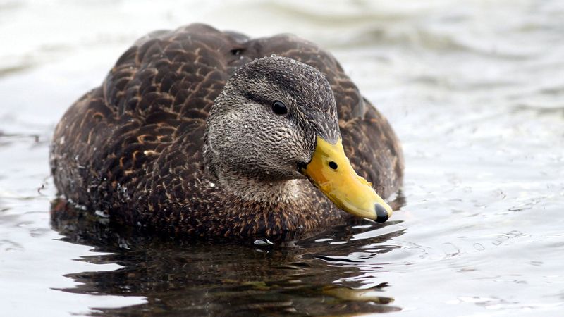 American Black Duck