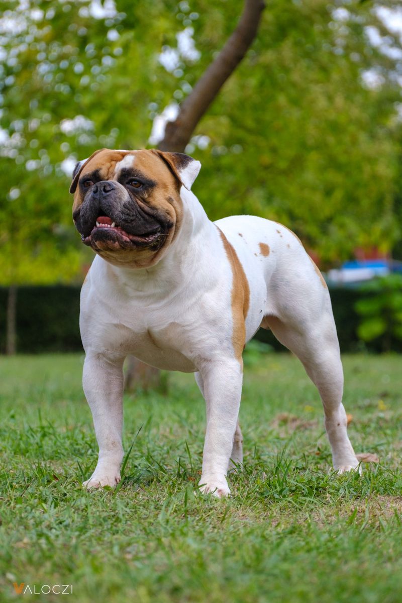 American Bulldog