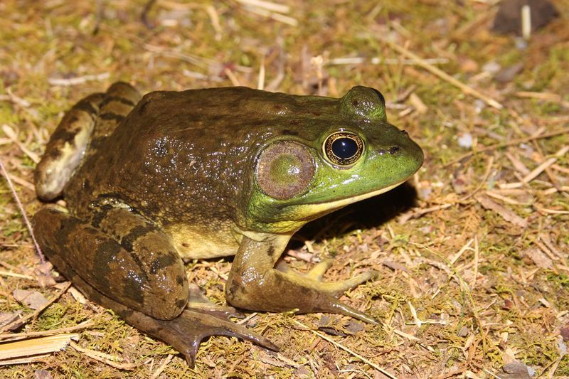 American Bullfrog