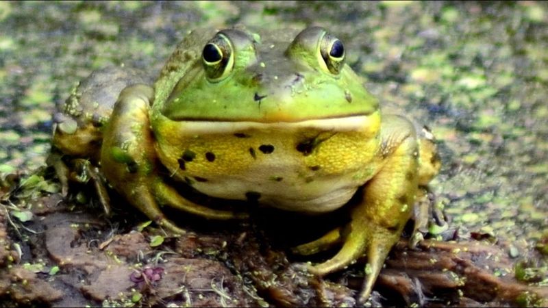 American Bullfrog's Call