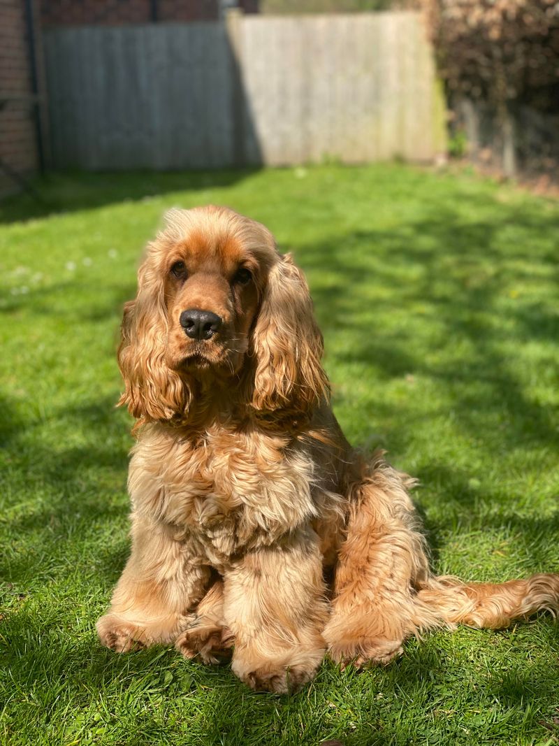 American Cocker Spaniel