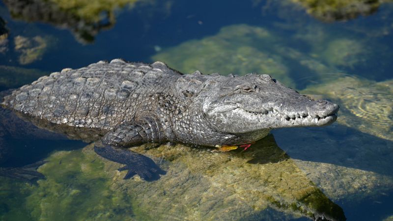 American Crocodile