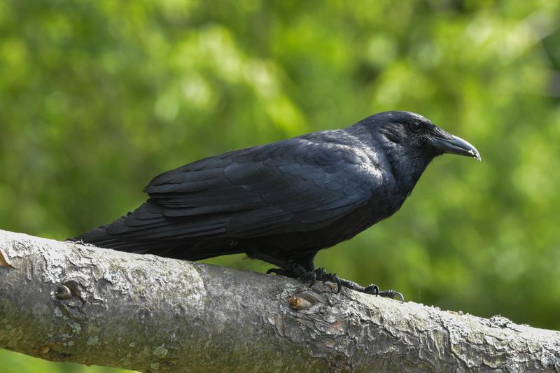 American Crow