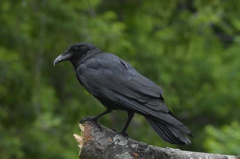 American Crow