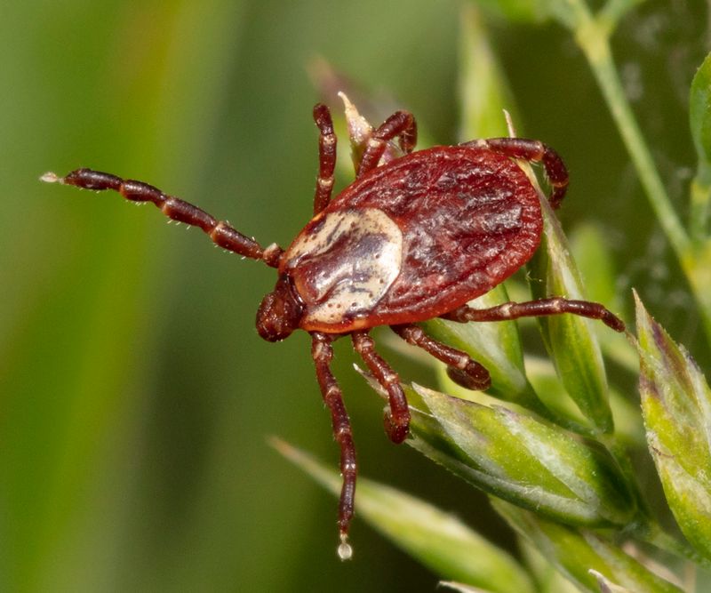 American Dog Tick