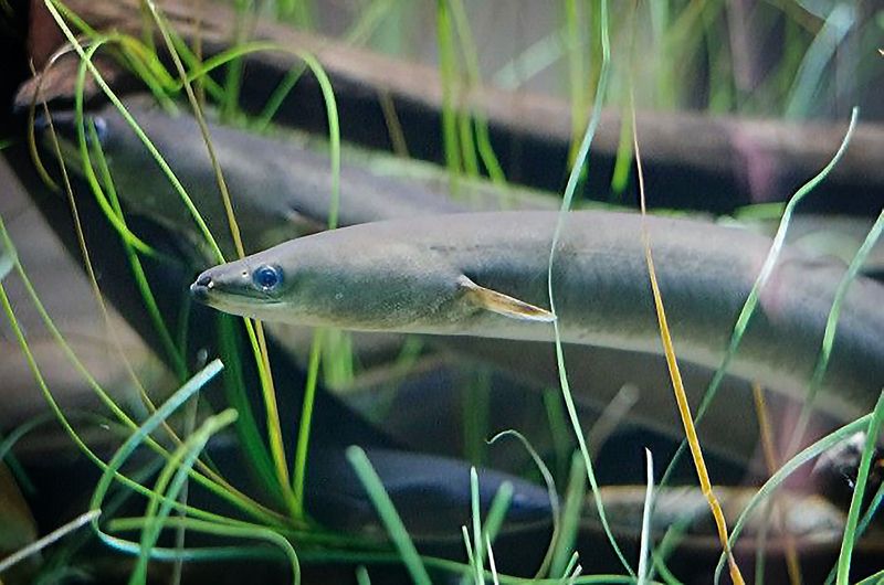 American Eel