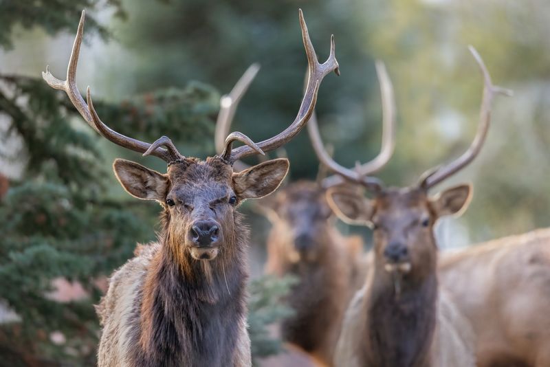 American Elk