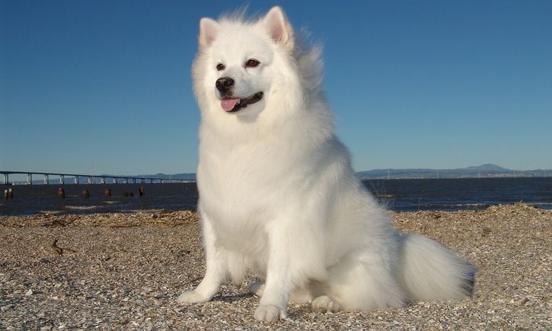 American Eskimo Dog