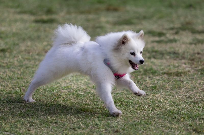 American Eskimo Dog