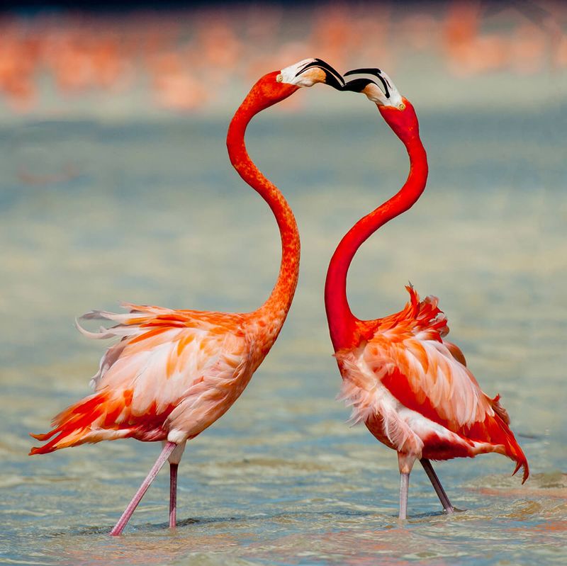 American Flamingo