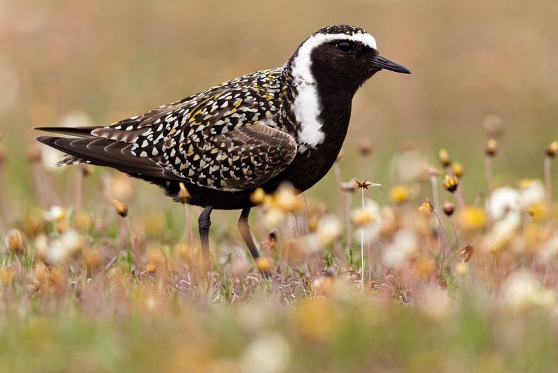 American Golden Plover