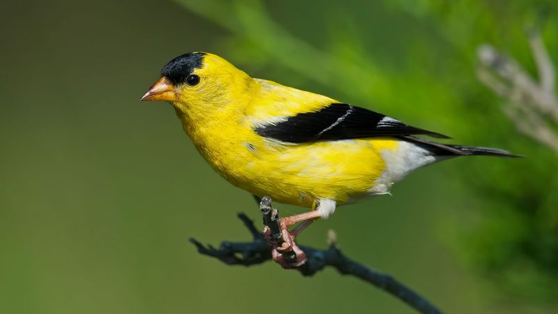 American Goldfinch