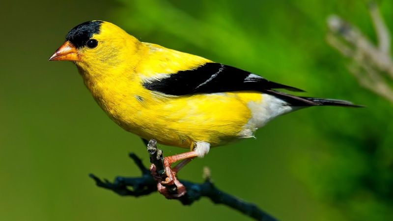 American Goldfinch