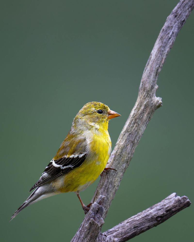 American Goldfinch