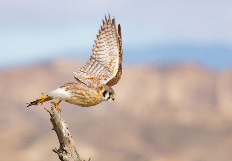 American Kestrel