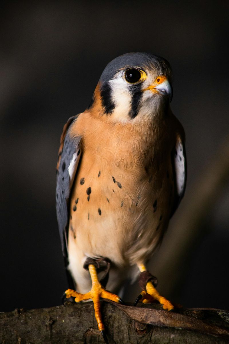 American Kestrel