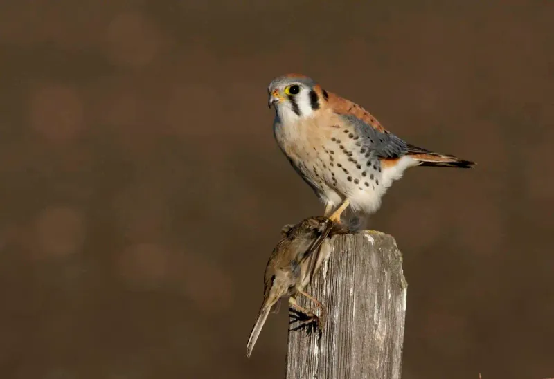 American Kestrel