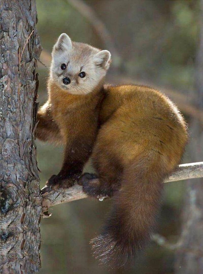 American Marten