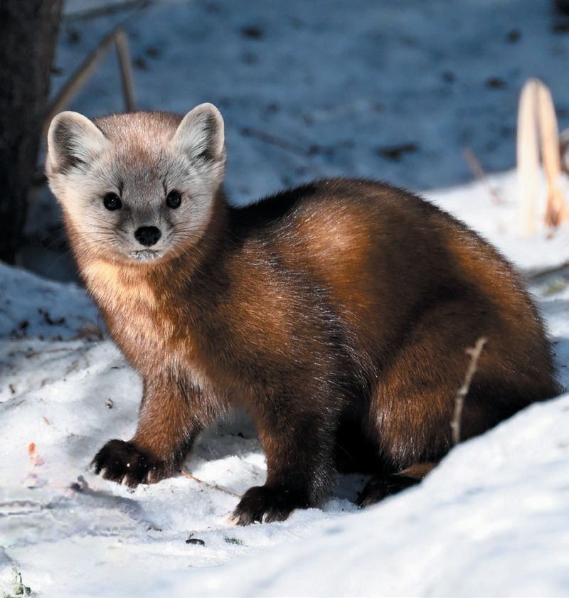 American Marten