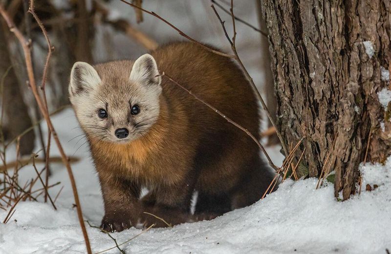 American Marten