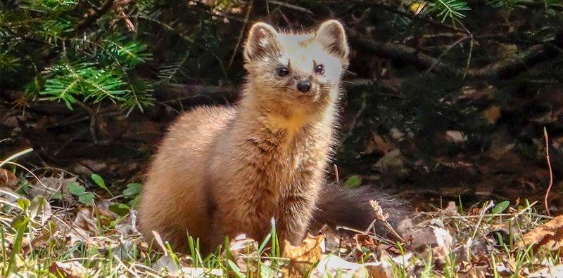 American Marten