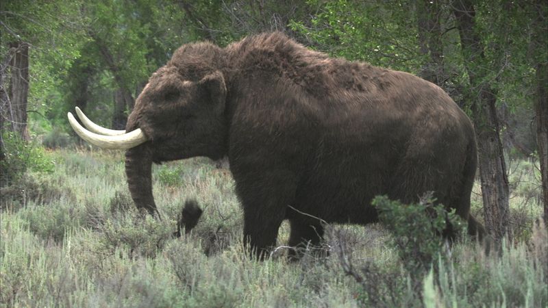 American Mastodon