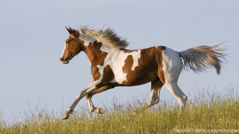 American Paint Horse