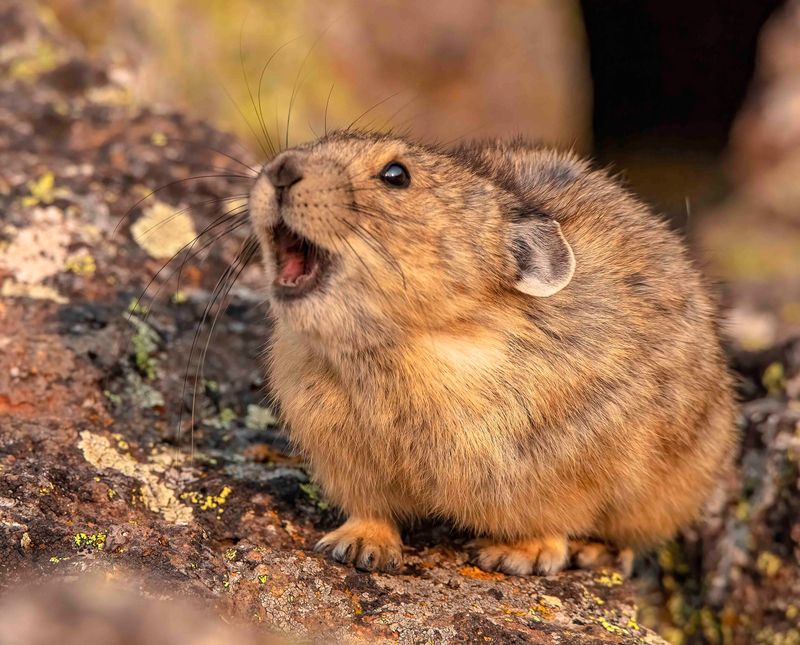 American Pika