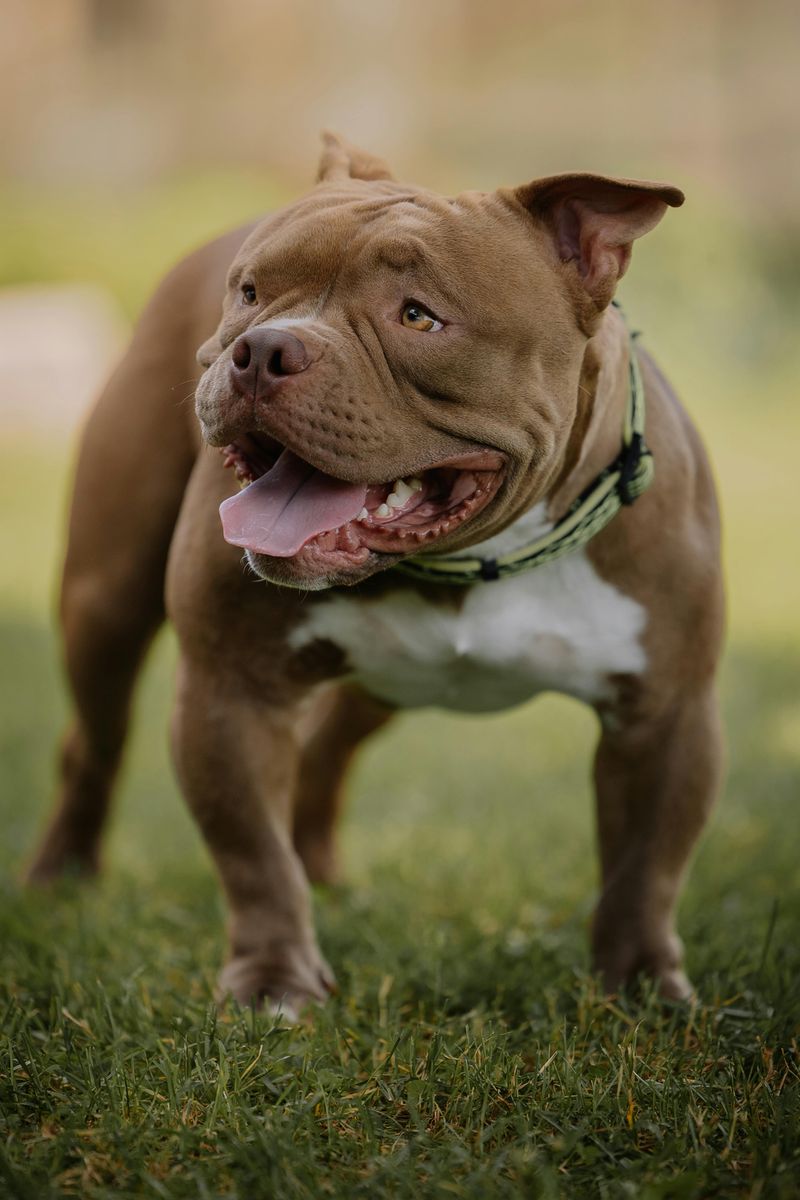 American Pit Bull Terrier