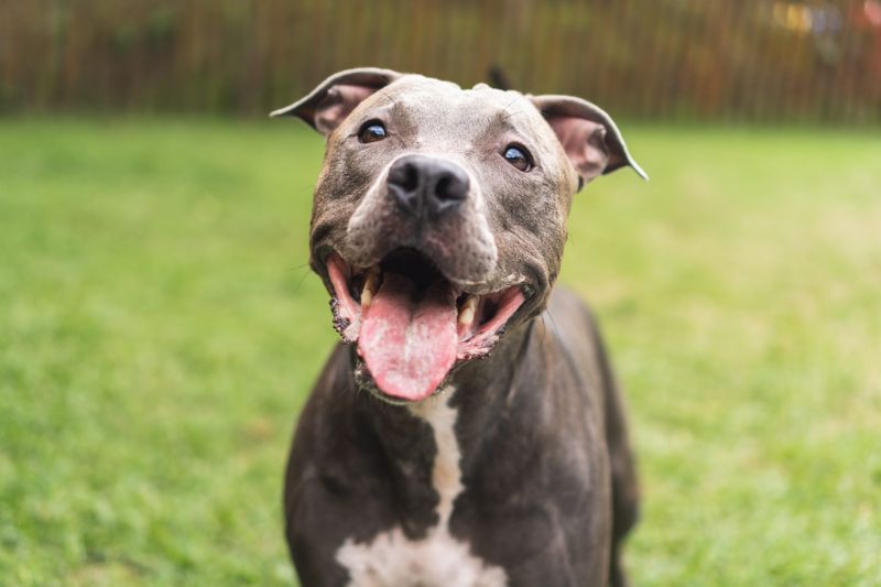 American Pit Bull Terrier