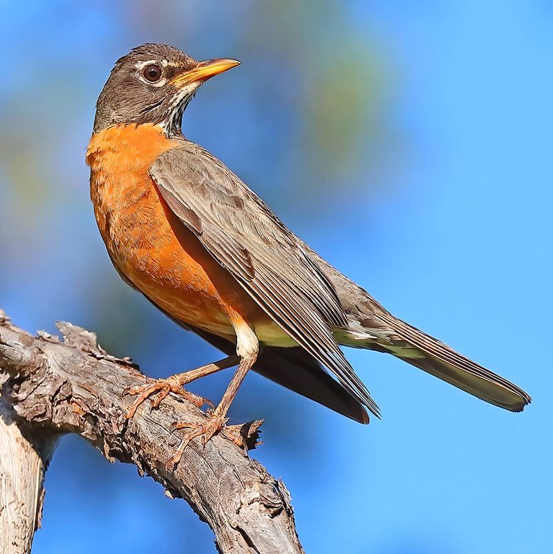 American Robin