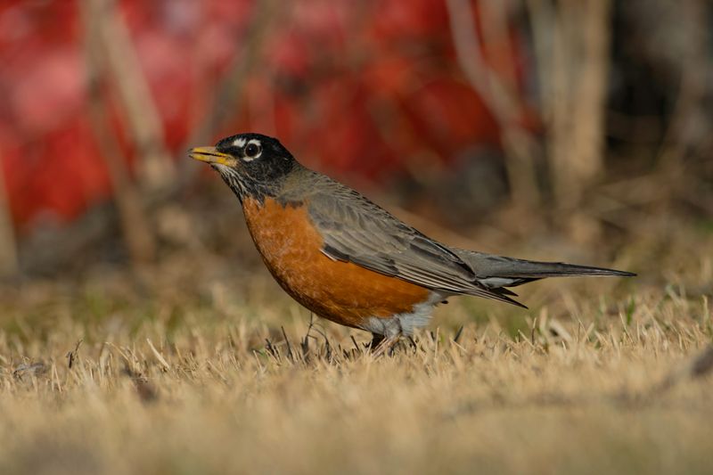 American Robin