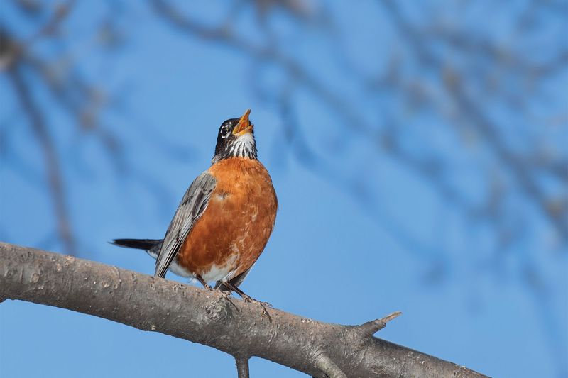 American Robin