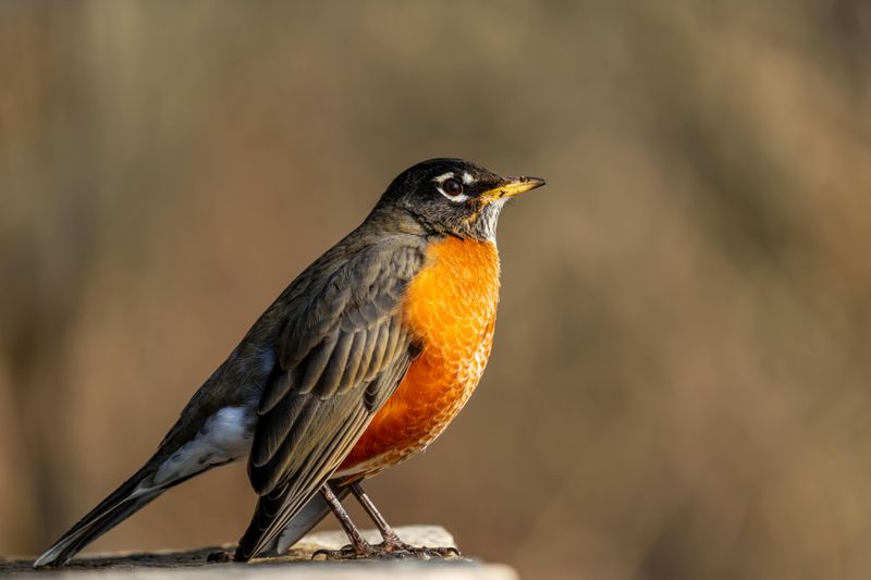 American Robin