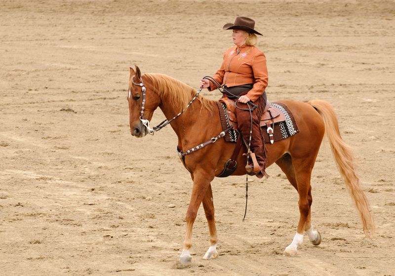 American Saddlebred